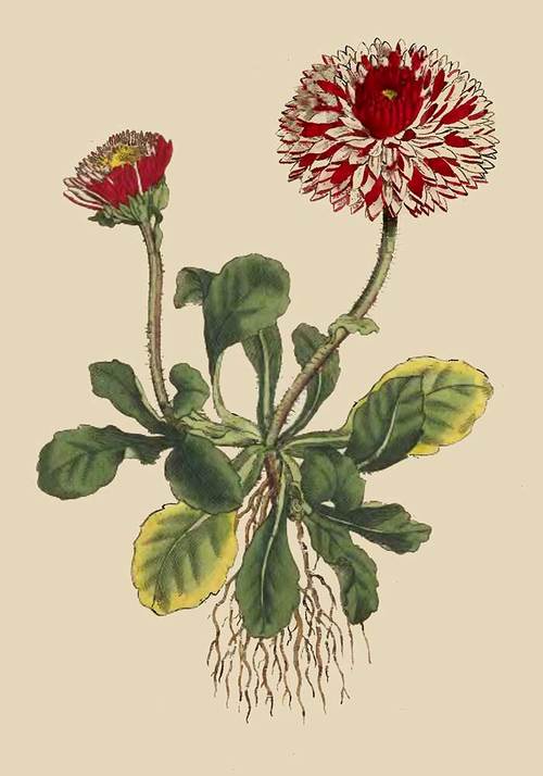 228 Bellis Perennis Var Major Flore Pleno Great Do 