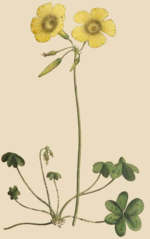 237 Oxalis Caprina Goat s Foot Wood Sorrel 