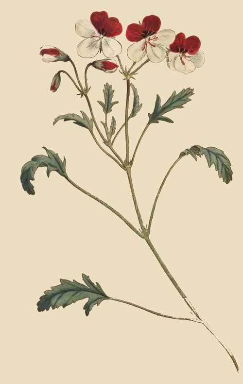 240 Pelargonium Tricolor Three Coloured Crane s Bi 