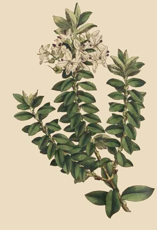 242 Veronica Decussata Cross LeavED Speedwell 