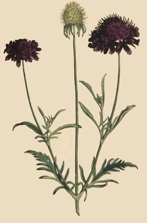 247 Scabiosa Atropurpurea Sweet Scabious 