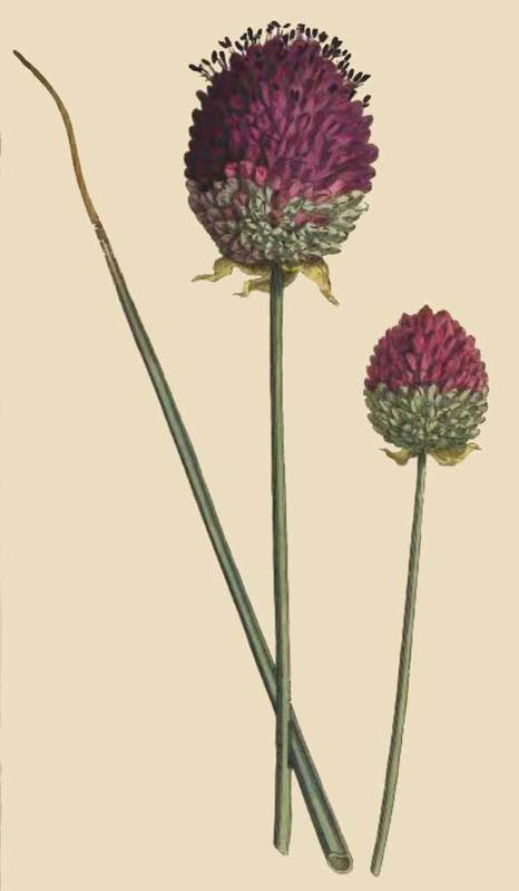 251 Allium Descendens Purple Headed Garlick 