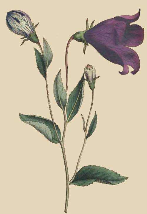 252 Campanula Grandiflora Great Flowered Bell Flow 