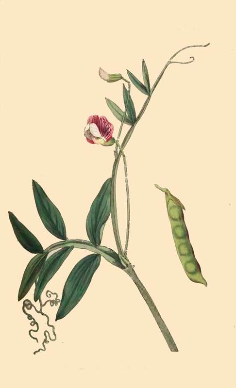 253 Lathyrus Articulatus Jointed Podded Lathyrus 