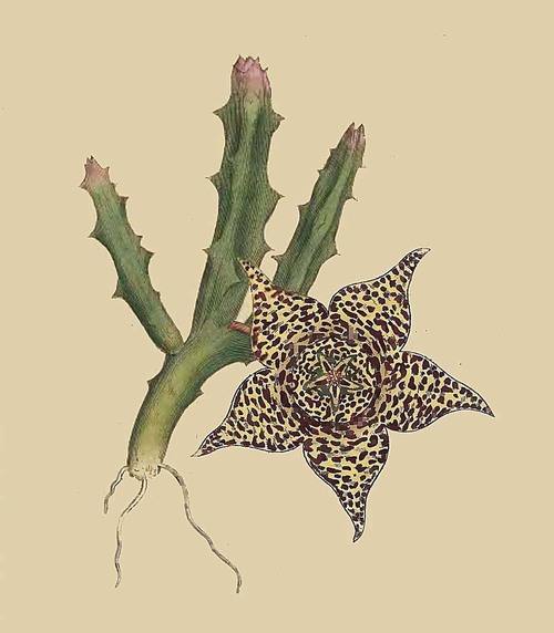 26 Stapelia variegata Variegated Stapelia 