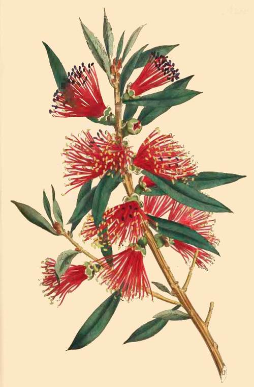 260 Metrosideros Citrina Harsh LeavED Metrosideros 