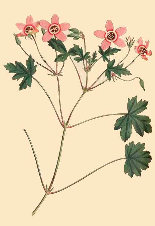 261 Erodium Incarnatum Flesh Coloured Crane s Bill 