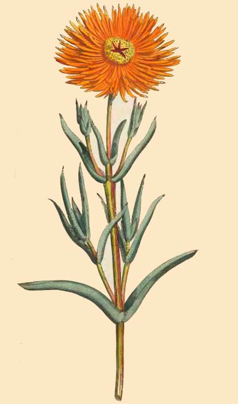 262 Mesembryanthemum Aureum Golden Fig Marigold 