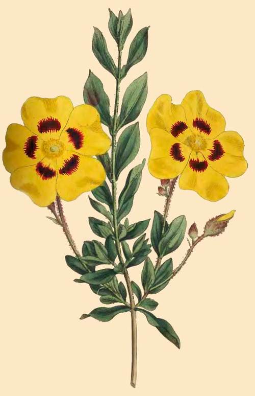 264 Cistus Formosus Beautiful Cistus 