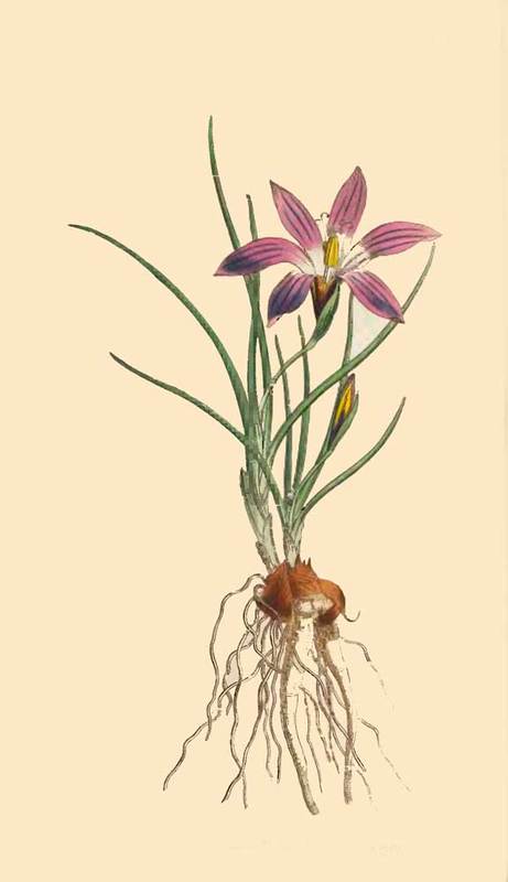 265 Ixia Bulbocodium Crocus LeavED Ixia 