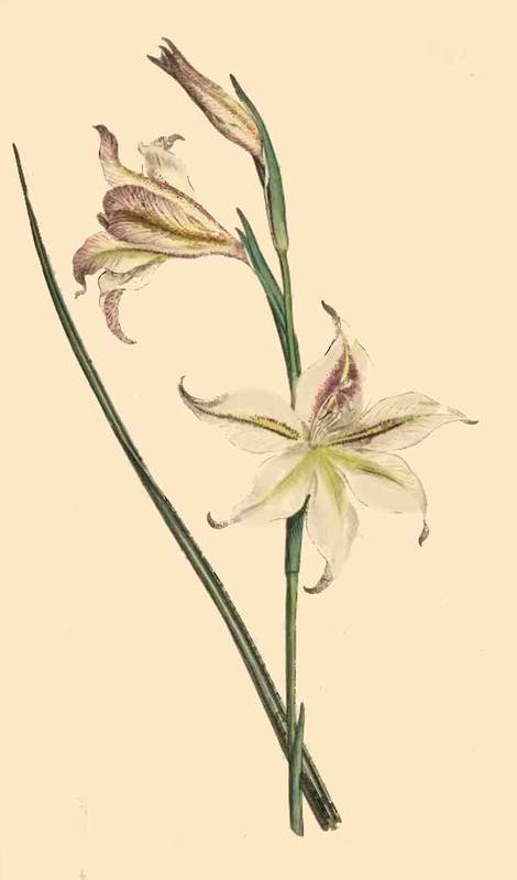272 Gladiolus Tristis Square Leaved Corn Flag 