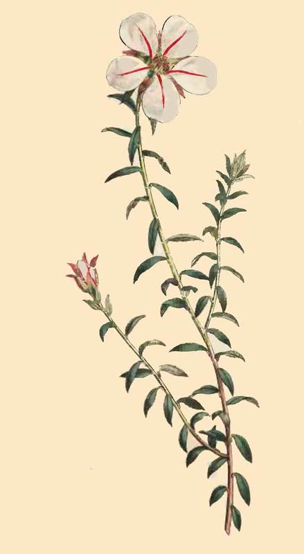 273 Diosma Uniflora One Flowered Diosma 