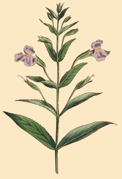 283 Mimulus Ringens Narrow Leaved Monkey Flower 