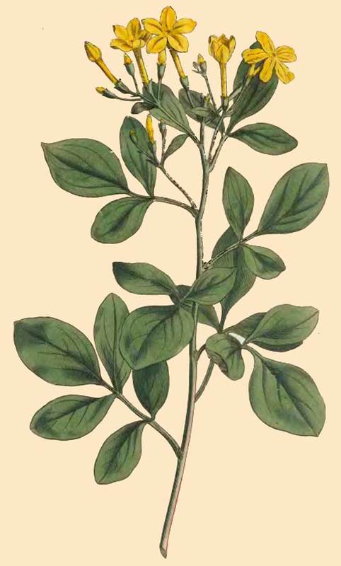 285 Jasminum Odoratissimum Sweetest Jasmine
