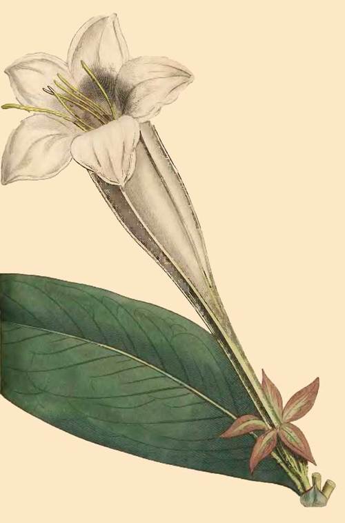 286 Portlandia Grandiflora Great Flowered Portland 