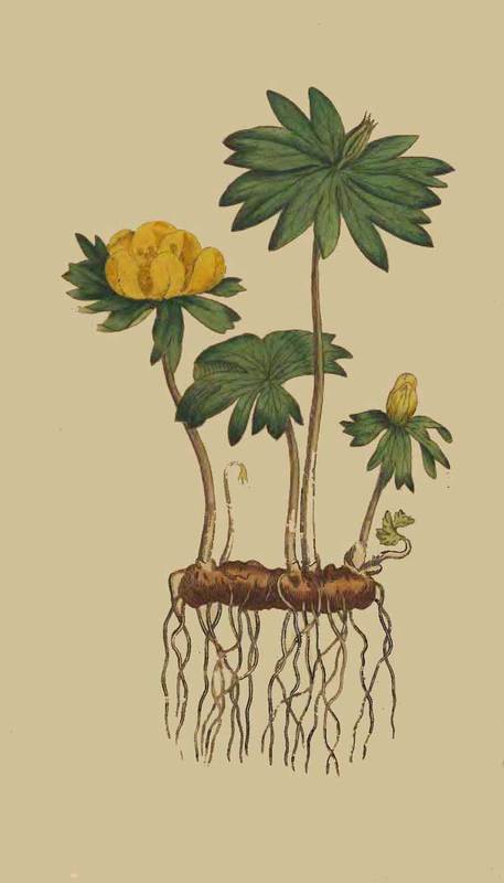 3 Helleborus hyemalis Winter Hellebore or Aconite 