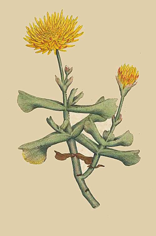 32 Mesembryanthemum dolabriforme Hatchet leaved Fi 