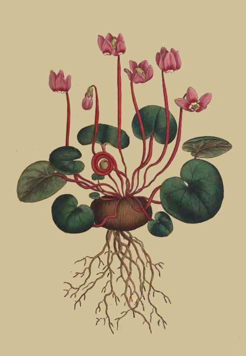 4 Cyclamen Coum Round leaved Cyclamen 