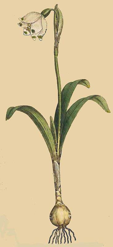 46 Leucojum vernum Spring Snow Flake 