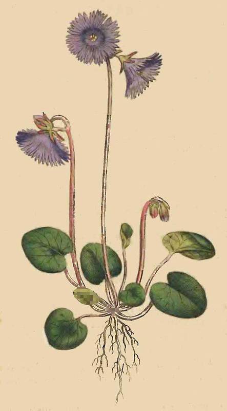 49 Soldanella alpina Alpine Soldanella 
