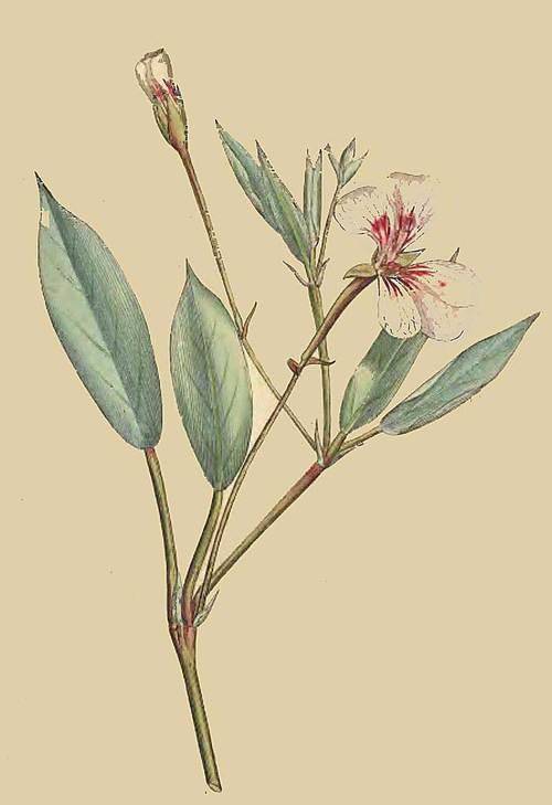 56 Geranium Lanceolatum Spear Leaved Geranium 