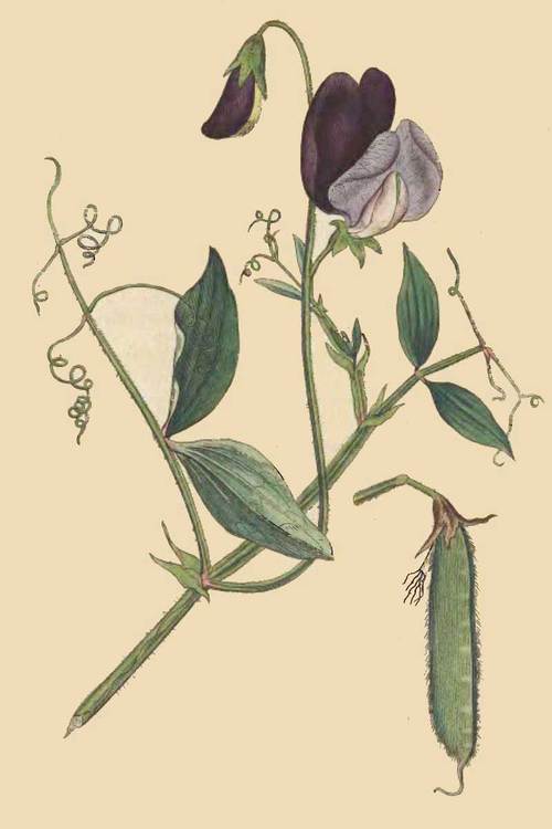 60 Lathyrus odoratus Sweet Pea or Vetchling 