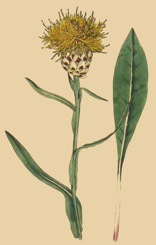 62 Centaurea Glastifolia Woad Leaved Centaurea