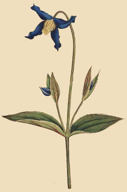 65 Clematis integrifolia Entire leaved Clematis or 