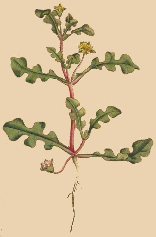 67 Mesembryanthemum pinnatifidum Jagged leaved Fig 