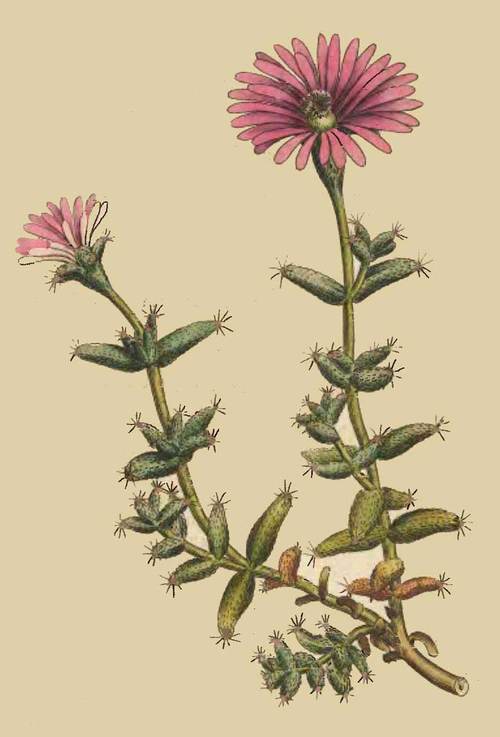 70 Mesembryanthemum Barbatum Bearded Fig Marigold 