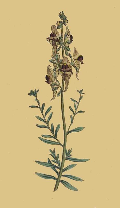 74 Antirrhinum triste Melancholy or black flowered