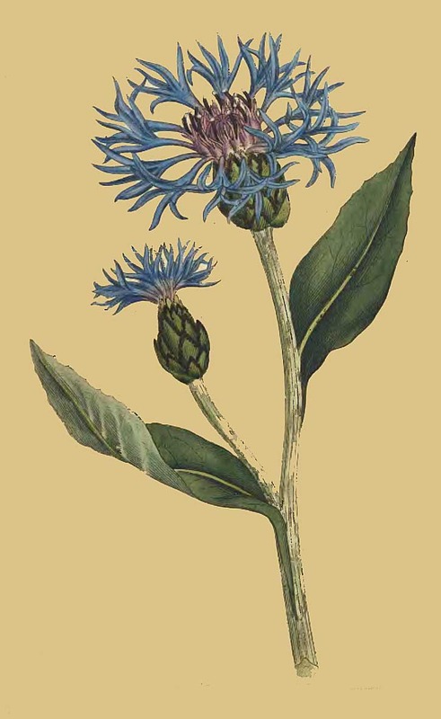 77 Centaurea montana Greater Blue bottle
