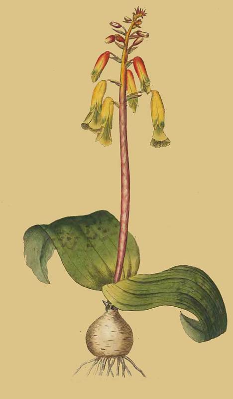 82 Lachenalia Tricolor Three coloured Lachenalia 