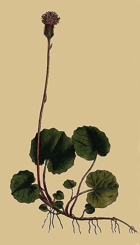 84 Tussilago Alpina Alpine Coltsfoot 