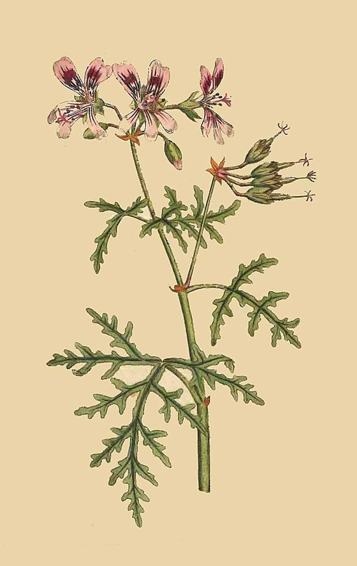 95 Geranium Radula Rasp Leaved Geranium 