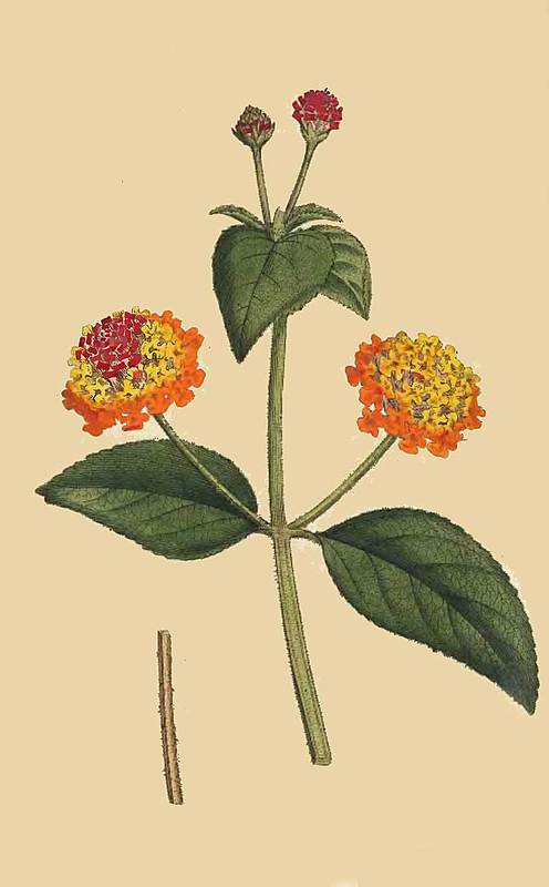 96 Lantana Aculeata Prickly Lantana 