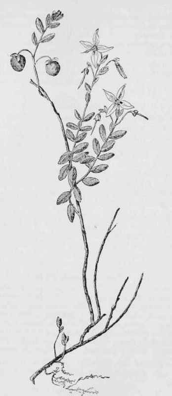 American cranberry (Vaccinium macrocarpon)