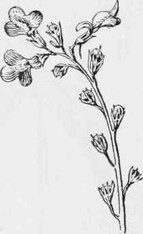 Blue toadflax (Linaria canadensis)