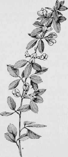 Bush clover (Lespedeza procumbens)