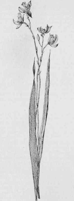 Calopogon. Grass Pink. (Calopogon pulchellus)