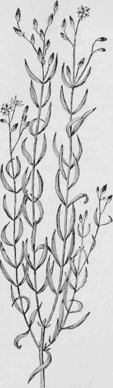 Canada ST. john's wort (Hypericum canadense)