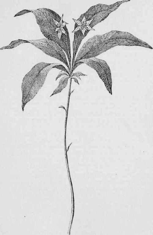Chickweed Wintergreen. star flower (Trientalis americana)
