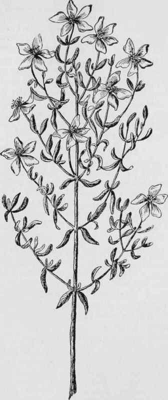 Common st. john's wort (Hypericum adpressum)