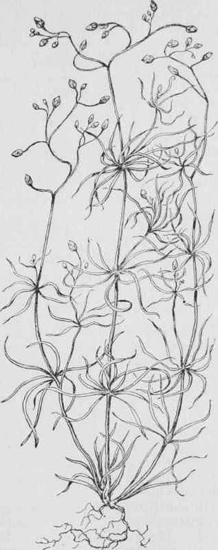 Corn spurrey (Spergula arvensis)