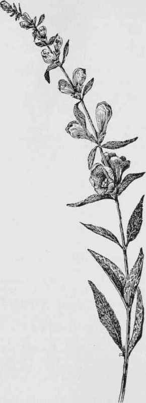 Downy false foxglove (Gerardia flava)