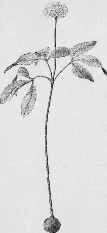 Dwarf Ginseng, Or Ground Nut (Punax trifolium)