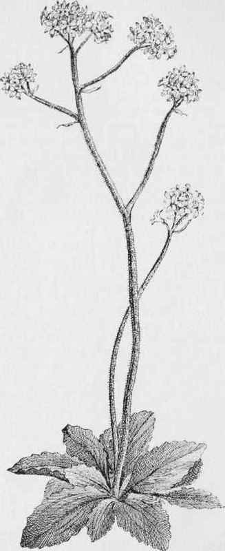 Early Saxifrage (Saxifraga Virginiensis)