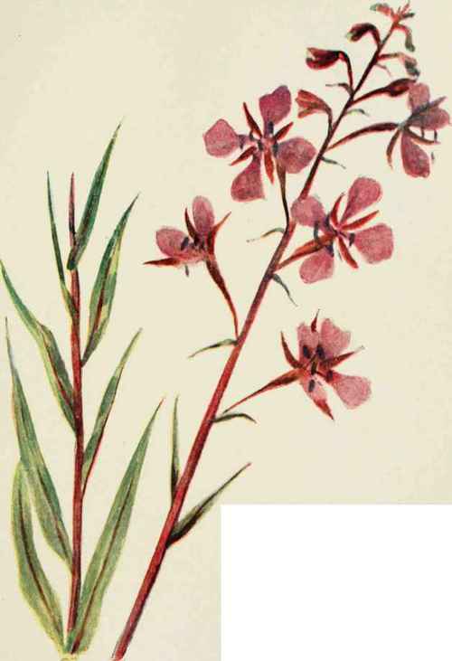 Fireweed Great Willow herb. (Epilobium angusfolium)