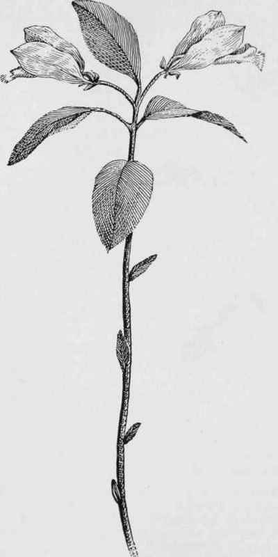 Fringed Polygala (Polygala paucifolia)