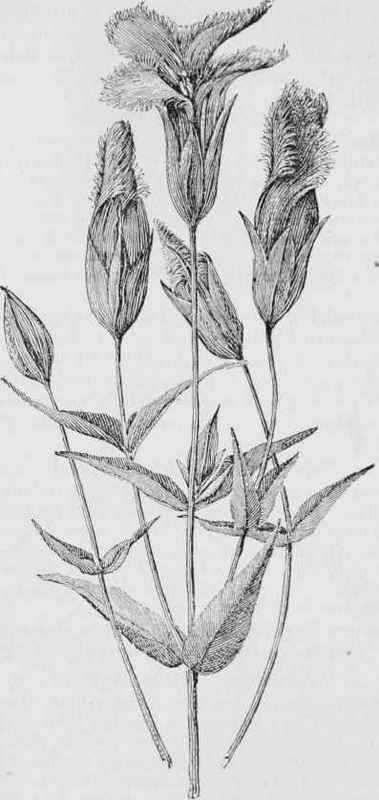 Fringed gentian (Gentiana crinita)